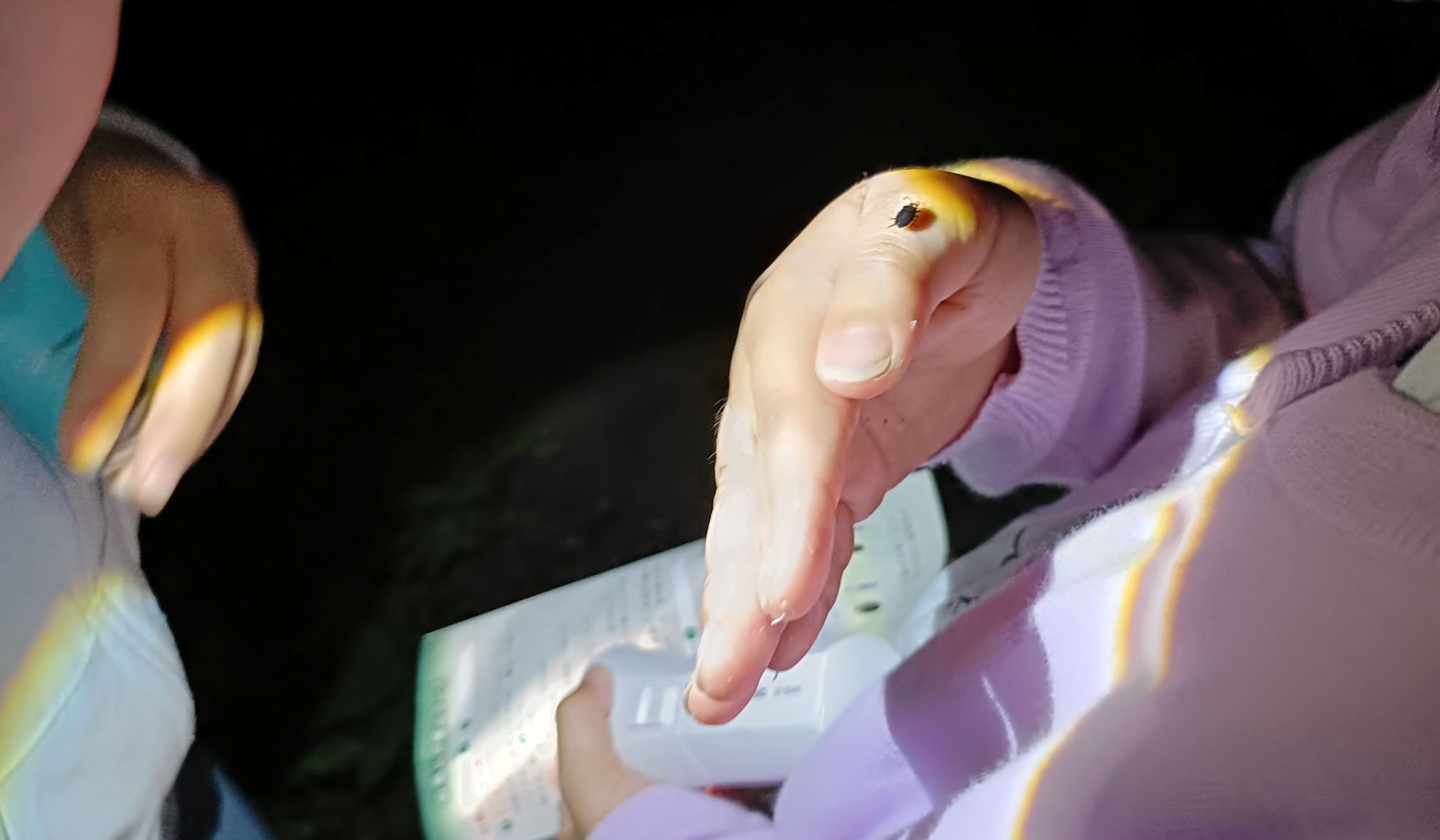 11.ヒメボタル