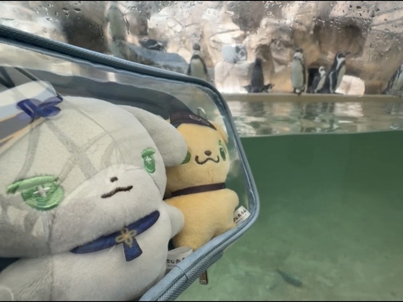 写真⑪